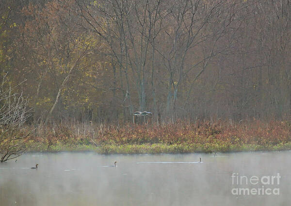 Mist Art Print featuring the photograph Pond Life by Elizabeth Winter