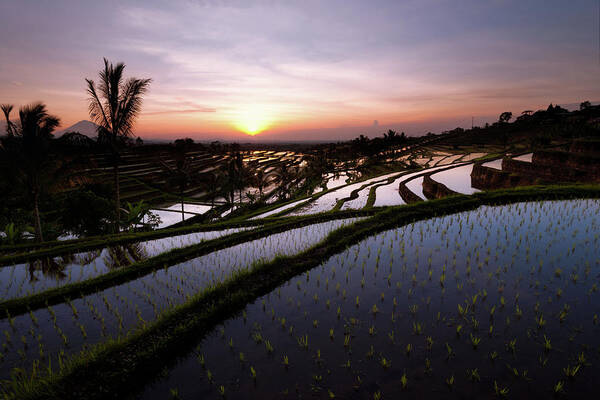 Rice Art Print featuring the photograph Pools of Rice by Andrew Kumler