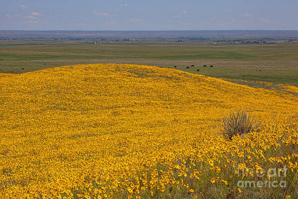 Yellow Wildflowers Art Print featuring the photograph Mound of Gold by Jim Garrison