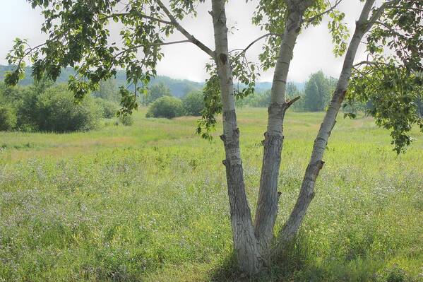Trees Art Print featuring the photograph Poplar Tree in Meadow by Jim Sauchyn