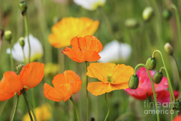Flower Art Print featuring the photograph Poppies 1 by Werner Padarin