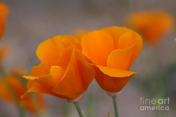 Poppy Art Print featuring the photograph Poppies by Tom Griffithe