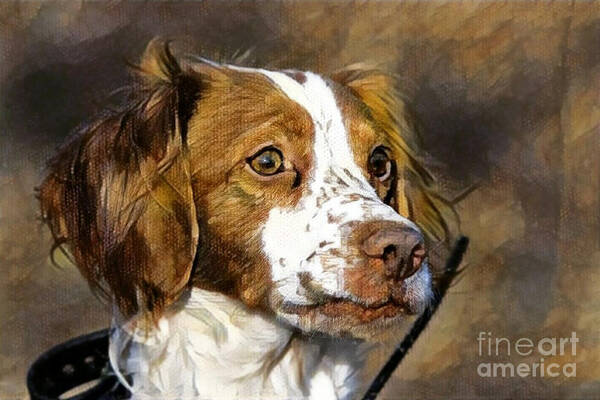 Brittany Art Print featuring the photograph Portrait of a Brittany - D009983-a by Daniel Dempster