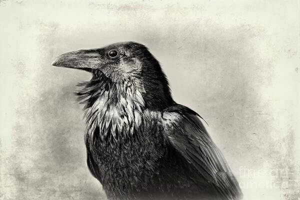 Texture Art Print featuring the photograph Portrait of a Raven by Norma Warden