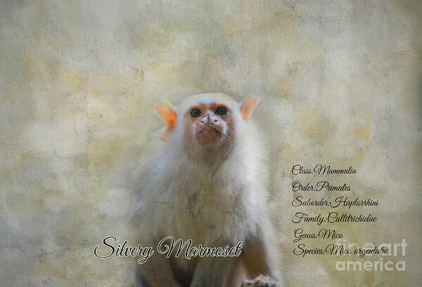 Silvery Marmoset Art Print featuring the mixed media Portrait Text Art by Eva Lechner