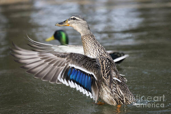Duck Art Print featuring the photograph Taking Flight by Andrea Silies