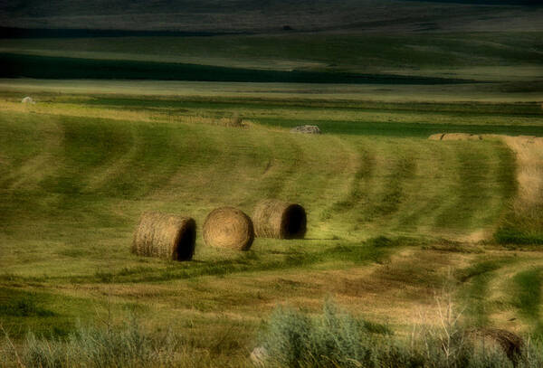 Hay Art Print featuring the photograph Prairie Grace by Tingy Wende