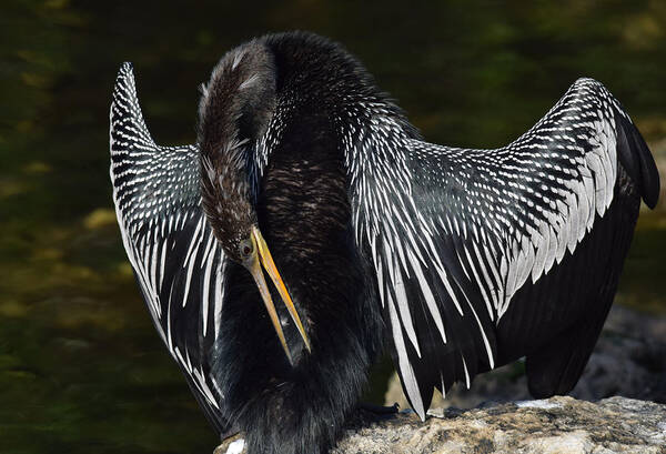 Anhinga Art Print featuring the photograph Preening by Jim Bennight