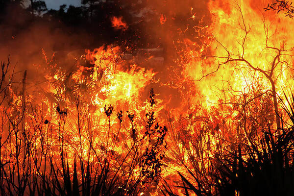 Fire Art Print featuring the photograph Prescribed Burn by Arthur Dodd