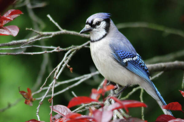 Birds Art Print featuring the photograph Pretty Blue Jay by Trina Ansel