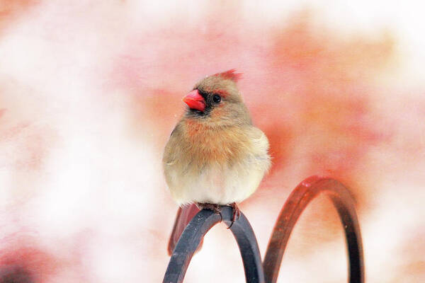 Birds Art Print featuring the photograph Pretty Cardinal by Trina Ansel