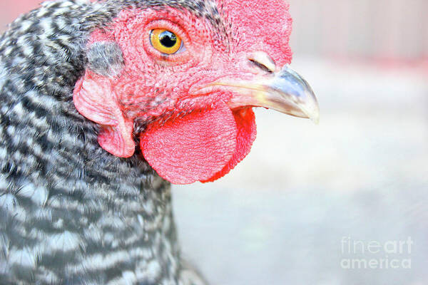 Chicken Art Print featuring the photograph Pretty Poultry by Becqi Sherman