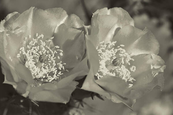 Prickly Pear Art Print featuring the photograph Prickly Pear Blooms in Sepia by Kathy Clark
