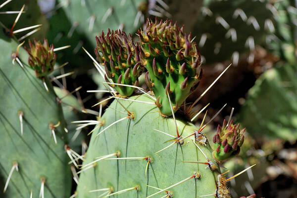 Nature Art Print featuring the photograph Prickly Pear Buds by Ron Cline
