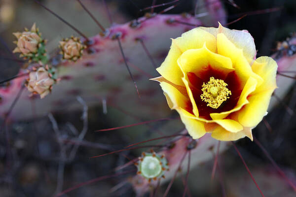Texas Art Print featuring the photograph Prickly Pear by Eric Foltz