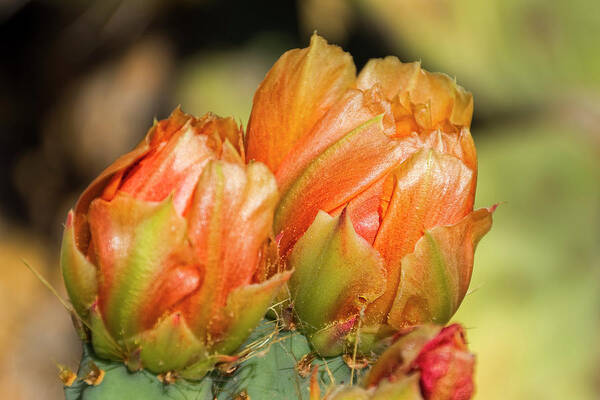 Arizona Art Print featuring the photograph Prickly Pear Flower h06 by Mark Myhaver