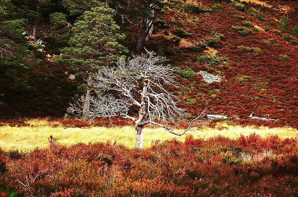 Tree Art Print featuring the photograph Pride by HweeYen Ong