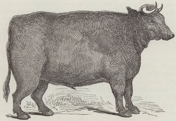 Cow Art Print featuring the drawing Prize Ox by English School