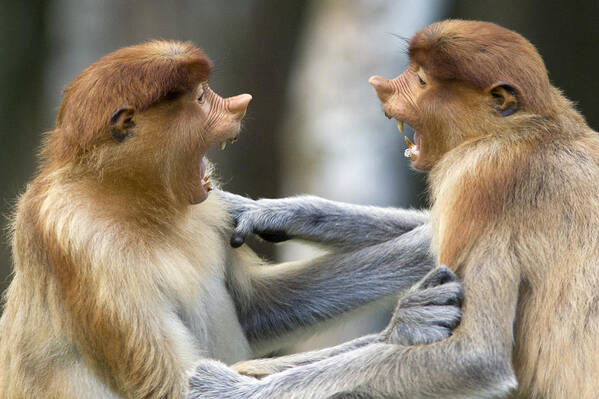 00479370 Art Print featuring the photograph Proboscis Monkey Males Play Fighting by Suzi Eszterhas