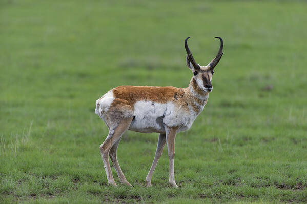 Pronghorn Art Print featuring the photograph Pronghorn Antelope in spring by Gary Langley