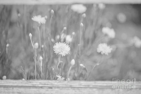 Flowers Art Print featuring the photograph Protected by Lara Morrison