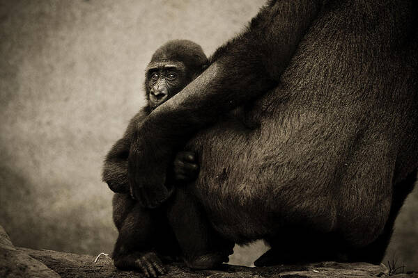 Gorilla Art Print featuring the photograph Protection by Animus Photography