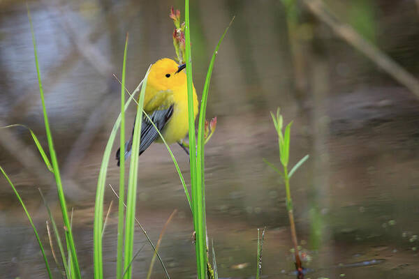 Canada Art Print featuring the photograph Prothonotary Warbler 5 by Gary Hall