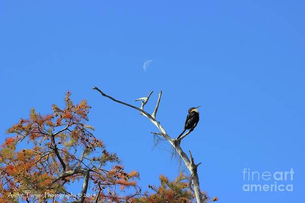 Swamp Art Print featuring the photograph Proud Anhinga by Andre Turner