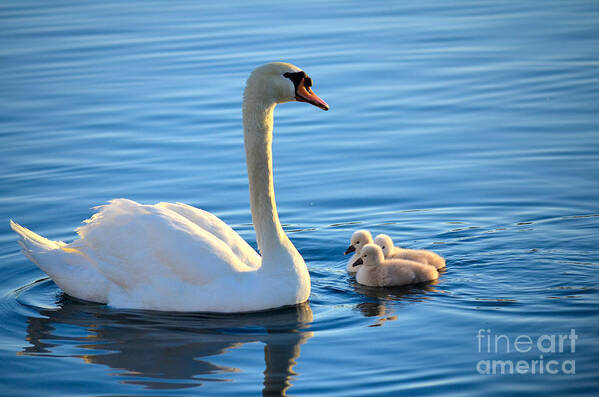 Mute Swan Art Print featuring the photograph Proud Mother by Deb Halloran