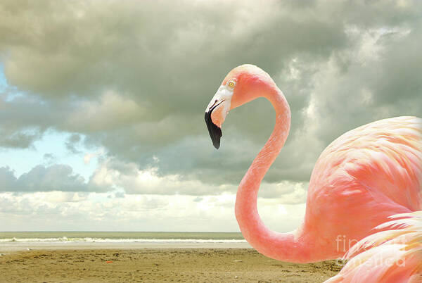 Flamingo Art Print featuring the photograph Proud to be pink by Adriana Zoon