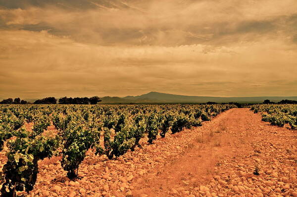 Chateneuf-du-pape Art Print featuring the photograph Provencial Vineyards by Leigh Bandy