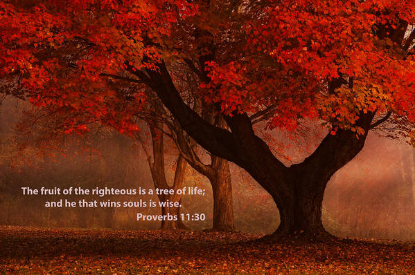 Proverbs 11:30 Art Print featuring the photograph Proverbs 11 30 Scripture and Picture by Ken Smith