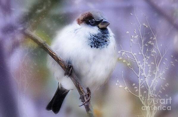 Sparrow Art Print featuring the photograph Puffball by Elaine Manley