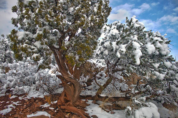 Snow Art Print featuring the photograph Puffy Treetops by Tyler Adams