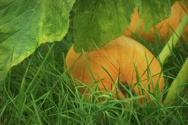 Pumpkin Art Print featuring the photograph Pumpkin - Ready for Harvest by Nikolyn McDonald