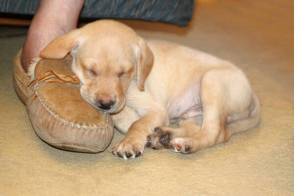 Animal Art Print featuring the photograph Puppy Sleeping on Daddy's Foot by Linda Phelps