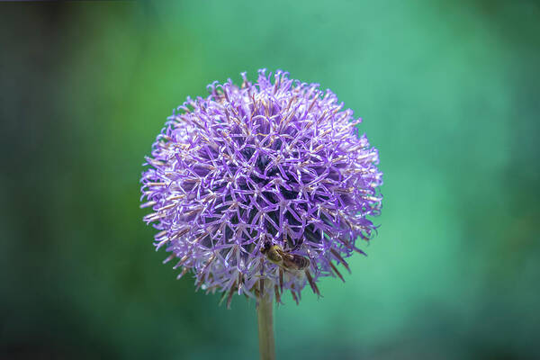 Purple Art Print featuring the photograph Purple Alliums flower by Lilia S