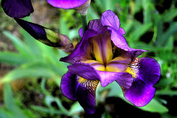 Iris Art Print featuring the photograph Purple Bearded Iris FT3025 by Mary Gaines