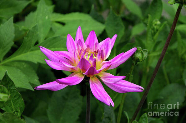 Michelle Meenawong Art Print featuring the photograph Purple Dahlia by Michelle Meenawong