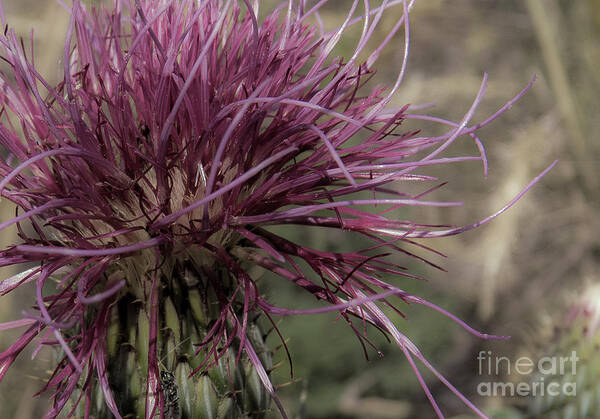 Nature Art Print featuring the photograph Purple Flower 2 by Christy Garavetto
