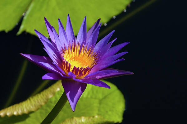 Water Lily Art Print featuring the photograph Purple Gold by Steve Stuller