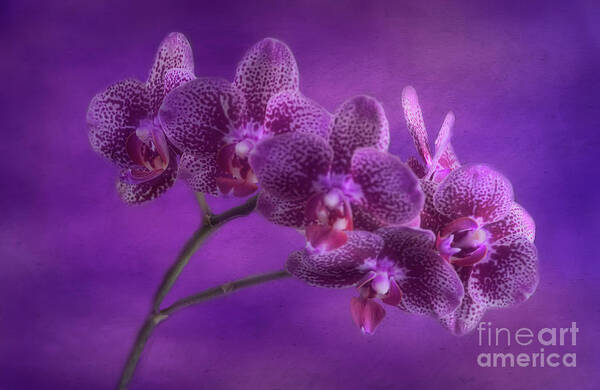 Flowers Art Print featuring the photograph Purple Orchids by Joan Bertucci