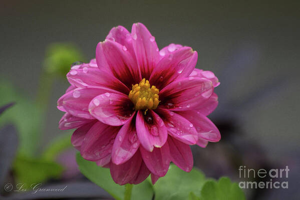 Flower Art Print featuring the photograph Purple Passion by Les Greenwood