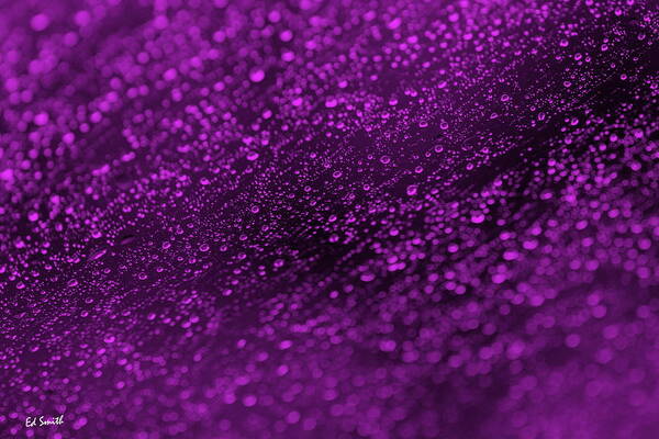 Purple Rain Art Print featuring the photograph Purple Rain by Edward Smith