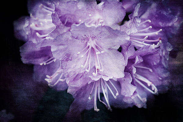 Purple Rhododendron Art Print featuring the photograph Purple Rhododendron Print by Gwen Gibson