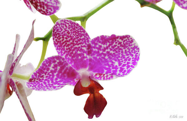 Phalaenopsis Art Print featuring the photograph Purple Spotted Orchid on White by Heather Kirk