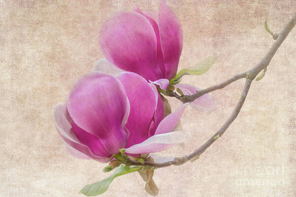 Magnolia Art Print featuring the photograph Purple Tulip Magnolia by Heiko Koehrer-Wagner