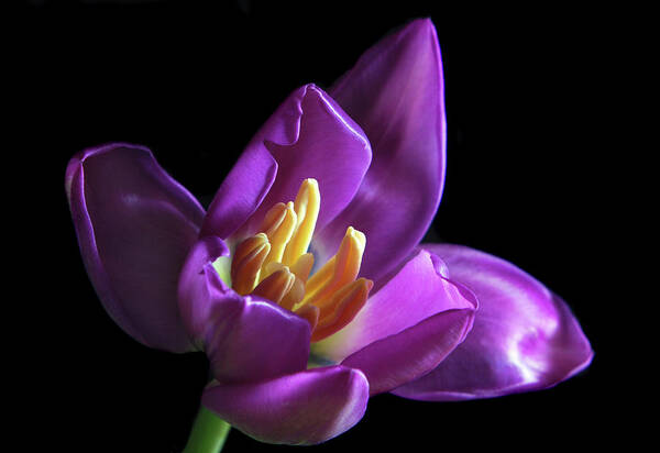 Tulip Art Print featuring the photograph Purple Tulip. by Terence Davis