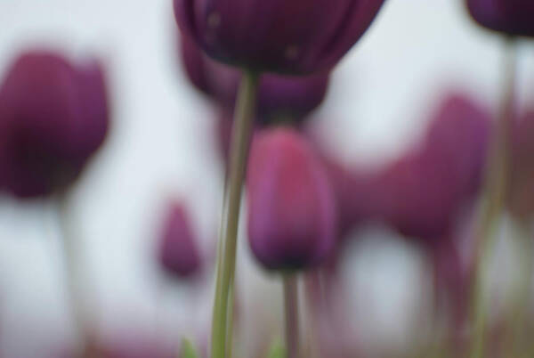 Tulips Art Print featuring the photograph Purple Tulips Abstract by Jani Freimann