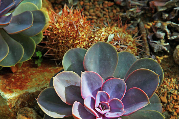 Purplish And Green Succulents Orange And Brown Cactus Background Art Print featuring the photograph Purplish and Green Succulents Orange and Brown Cactus Background 2 10232017 Colorado by David Frederick
